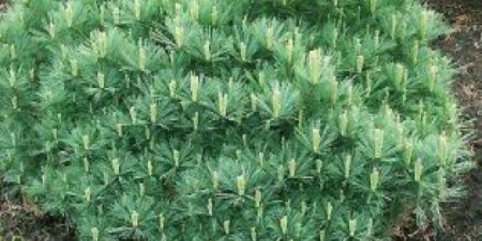 Plante : PIST