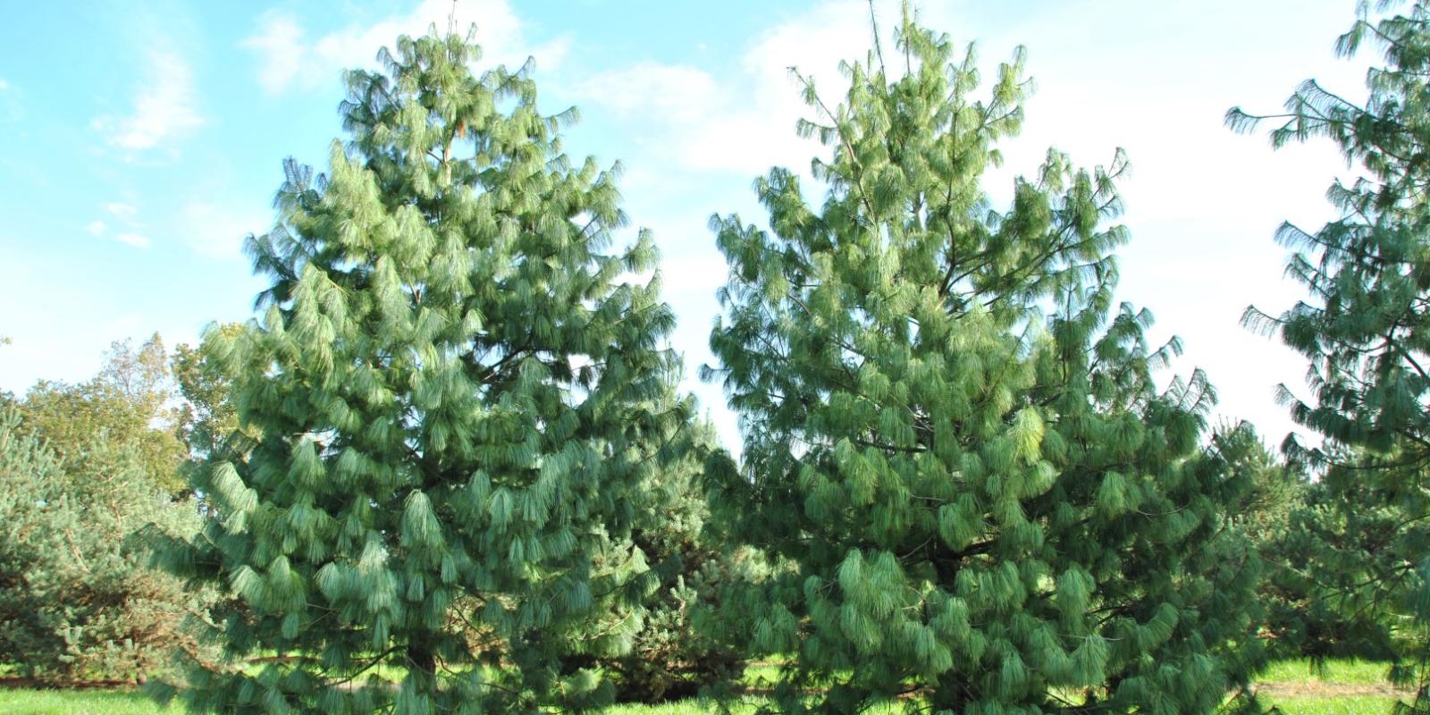 Plante : PIWAGR