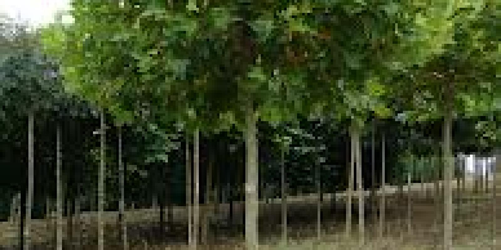 Plante : PLALGL