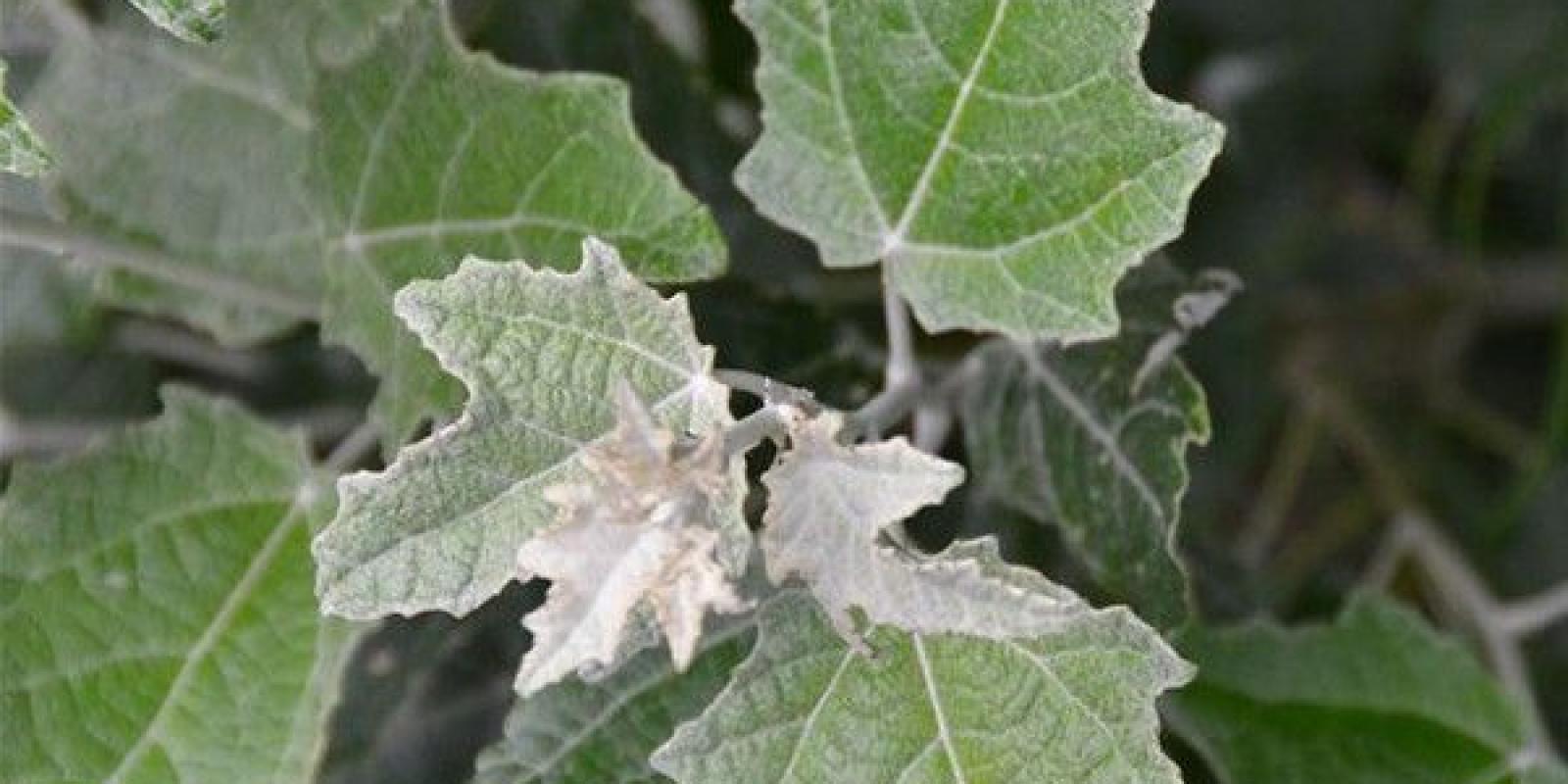 Plante : POALNIPF