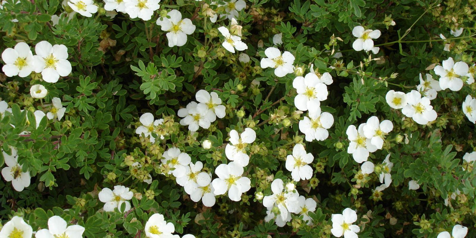 Plante : POFRAB