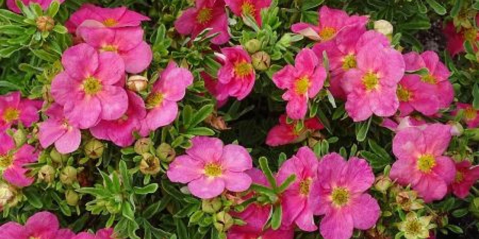 Plante : POFRBE