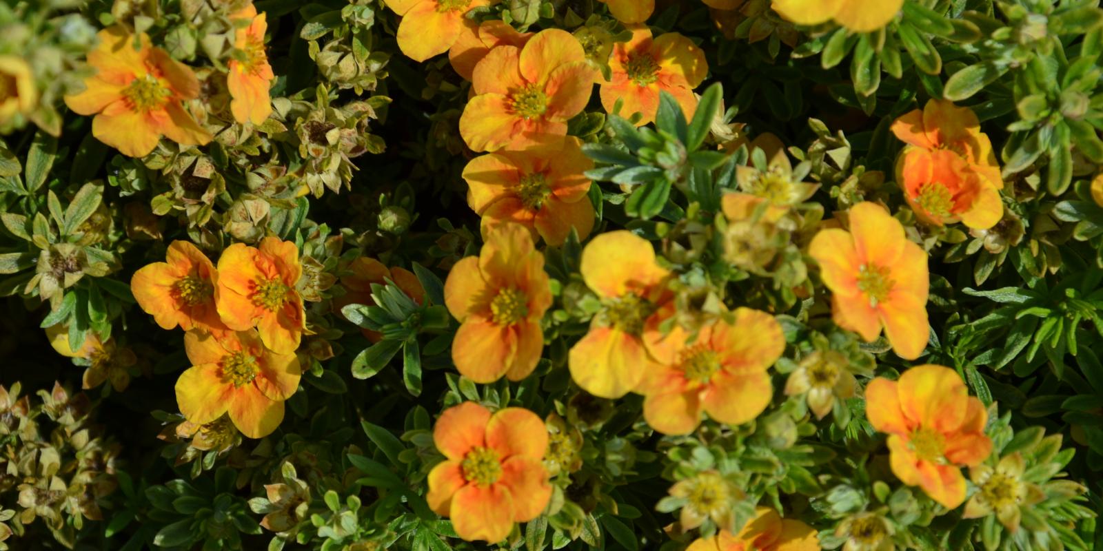Plante : POFRMATA
