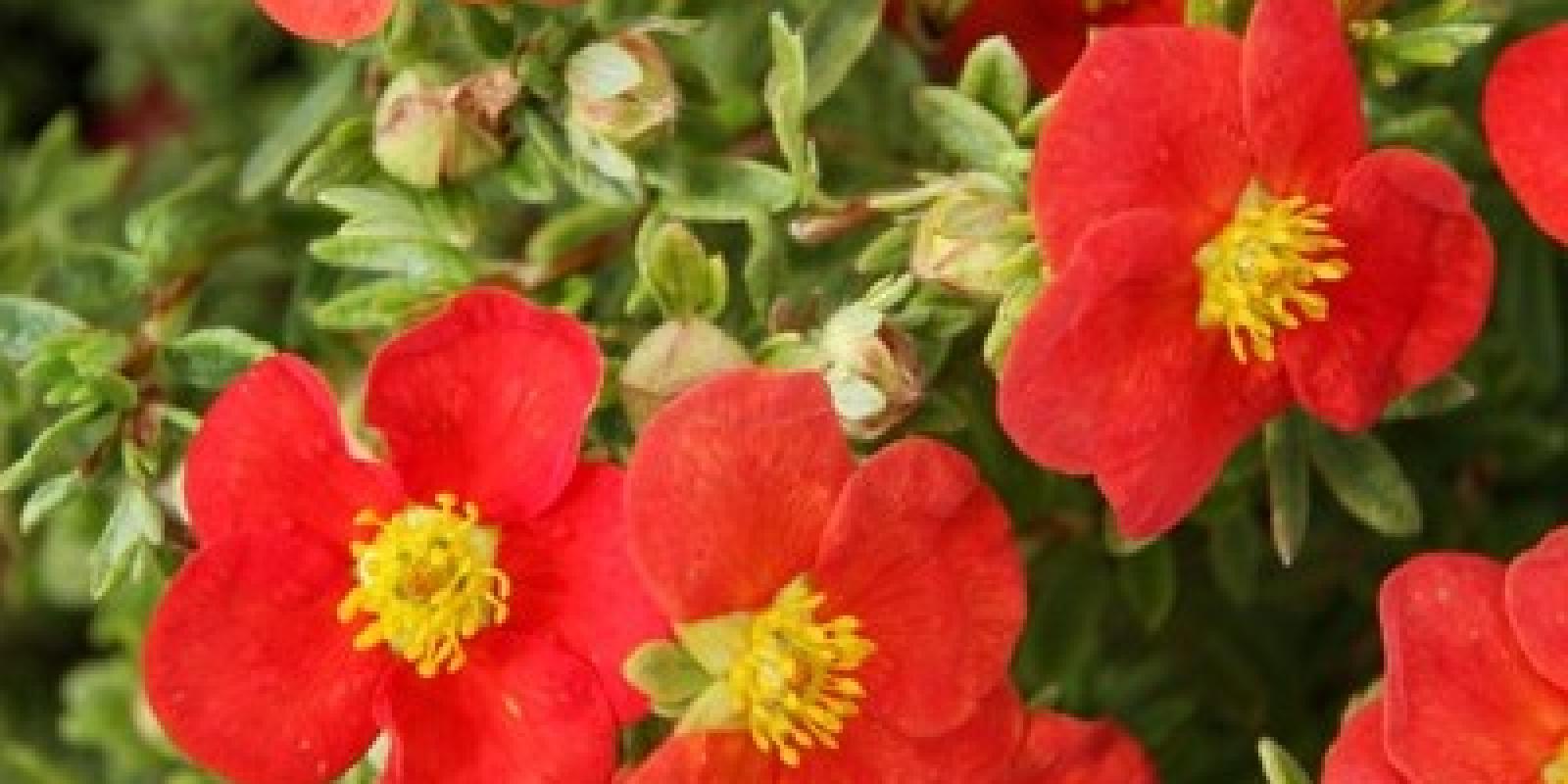 Plante : POFRREAC