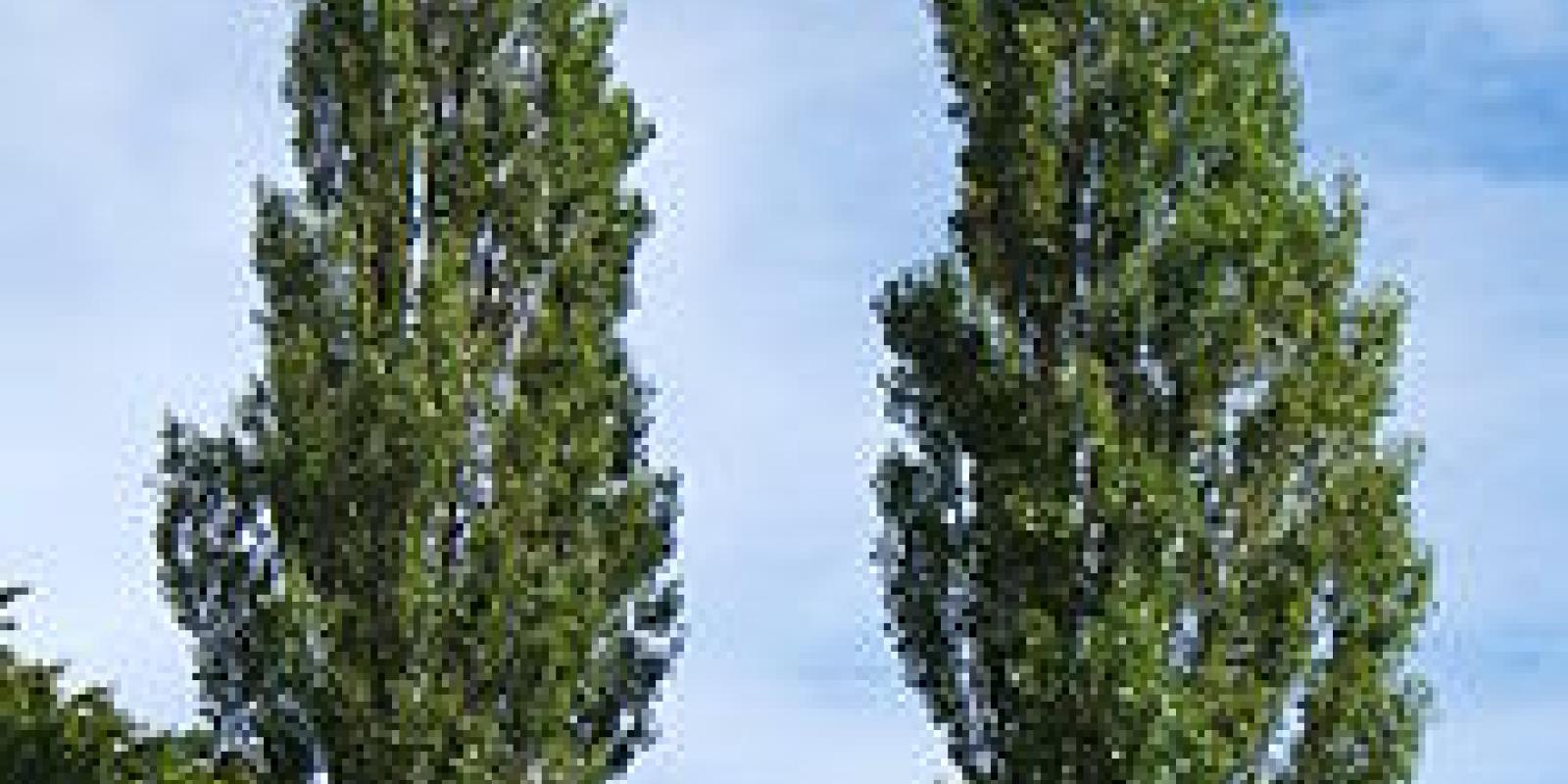 Plante : POITNIPF