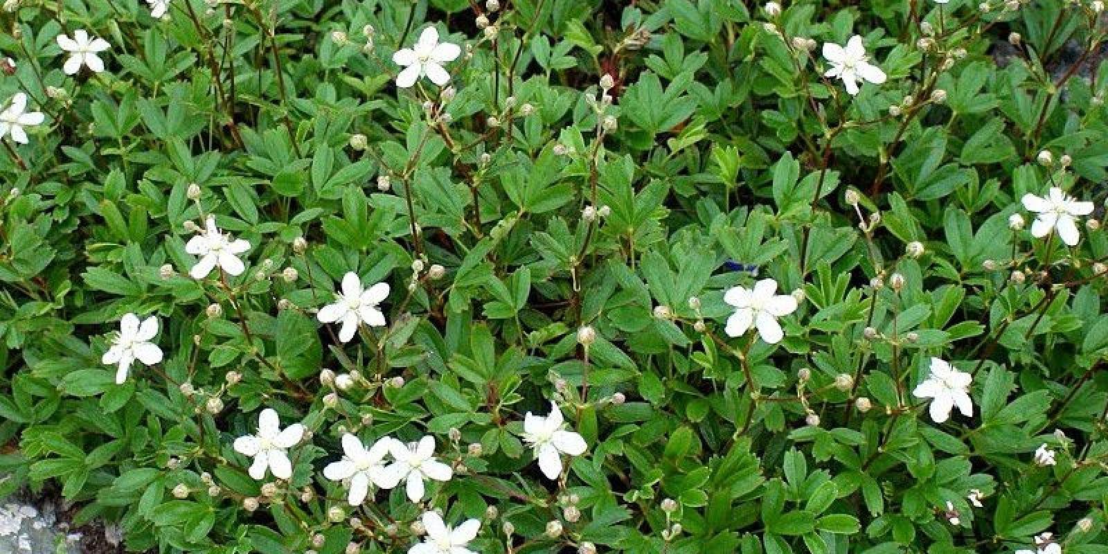 Plante : POTRNU