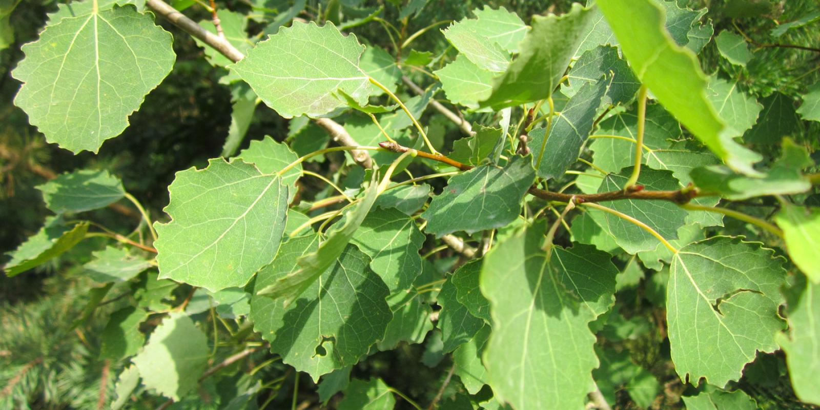 Plante : POTRPF