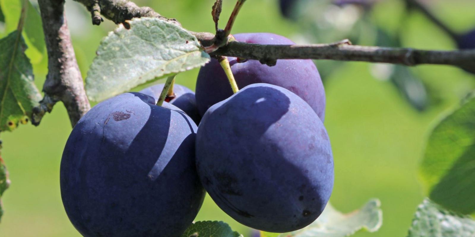 Plante : PRANSP