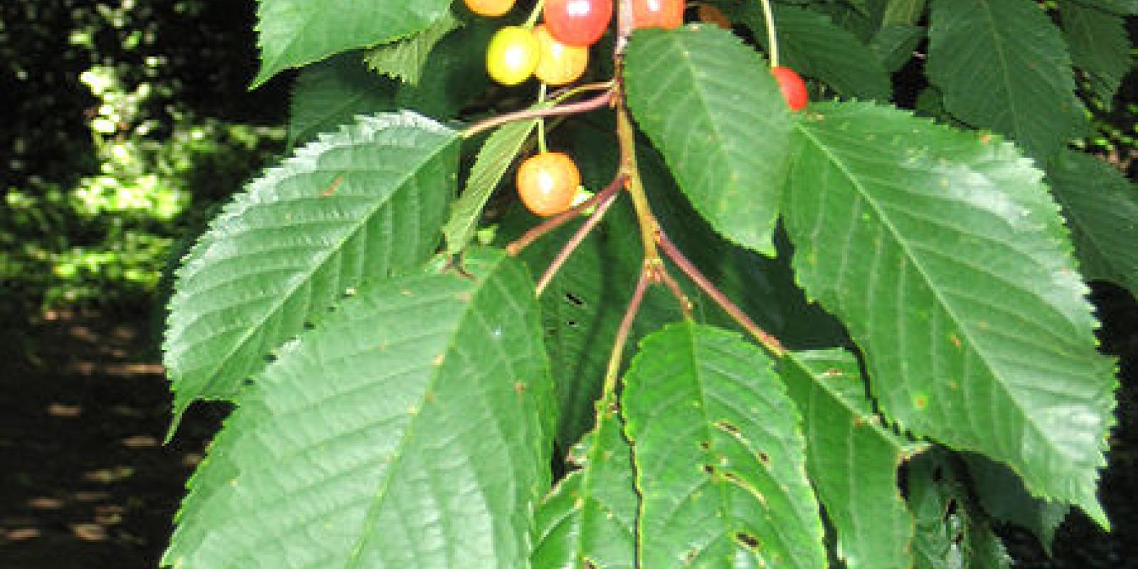 Plante : PRAV