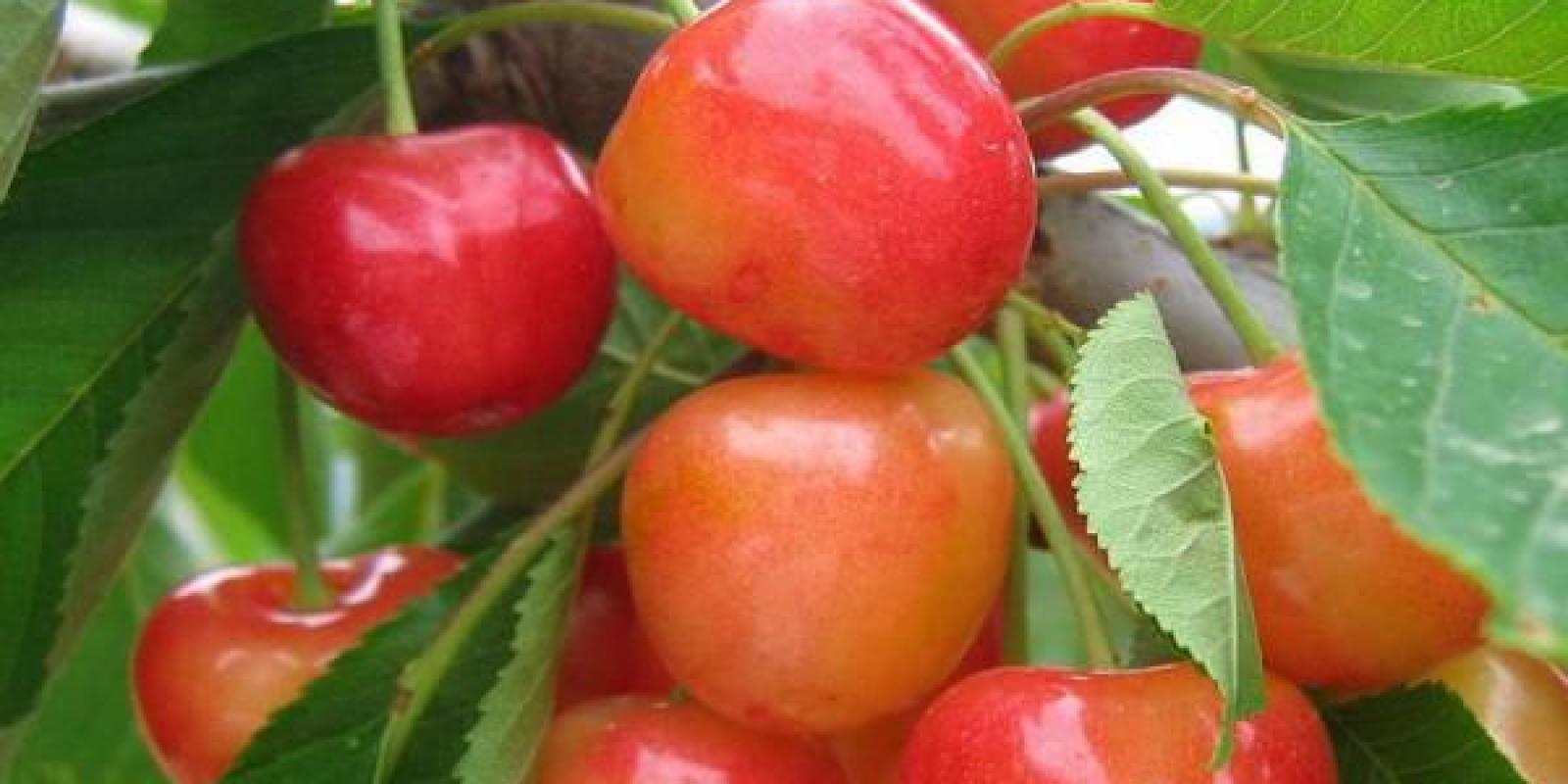 Plante : PRAVBINA