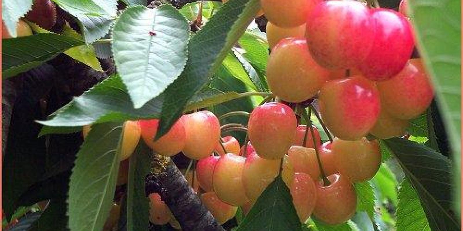 Plante : PRAVCOPI