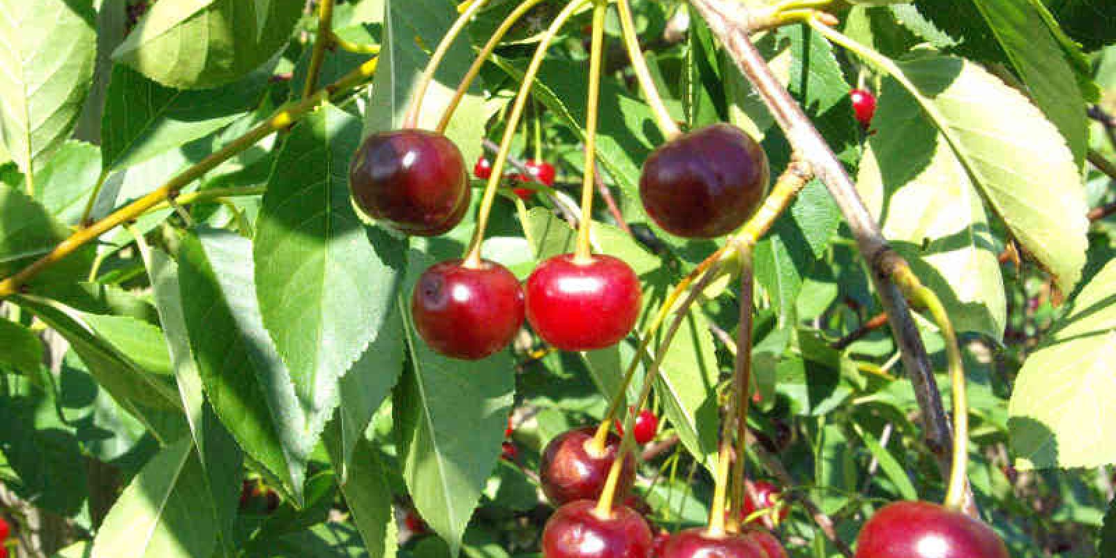 Plante : PRAVGR