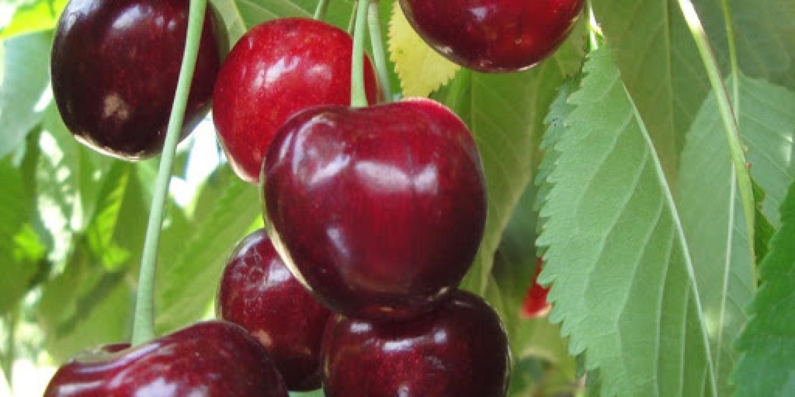 Plante : PRAVHE
