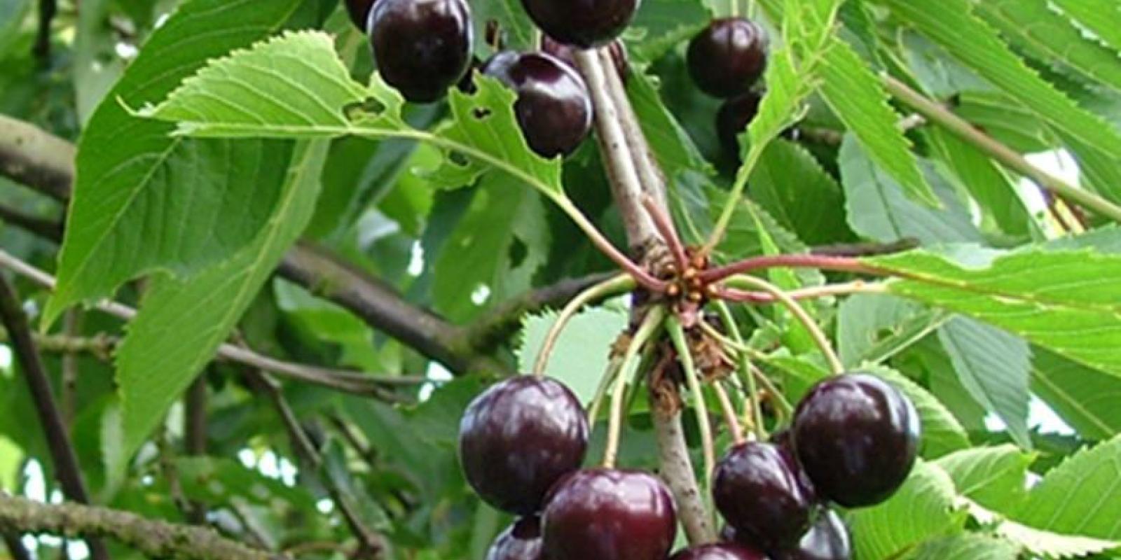 Plante : PRAVHEL