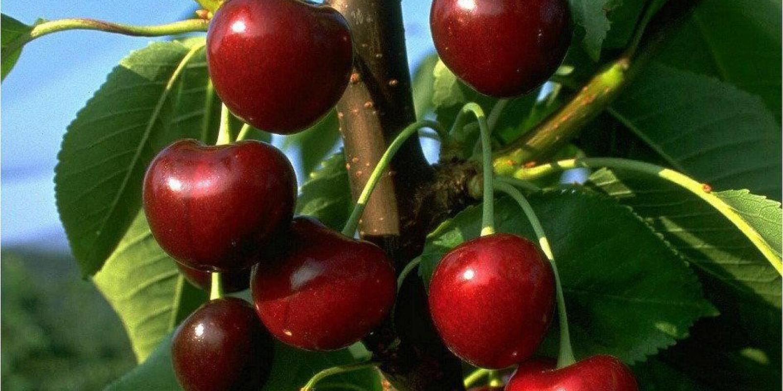 Plante : PRAVSCSPKN