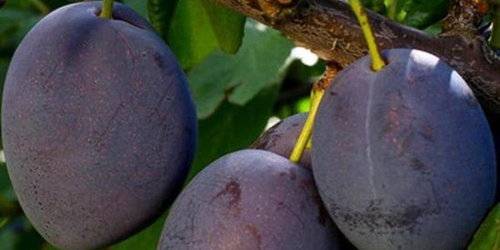 Plante : PRDOALDO
