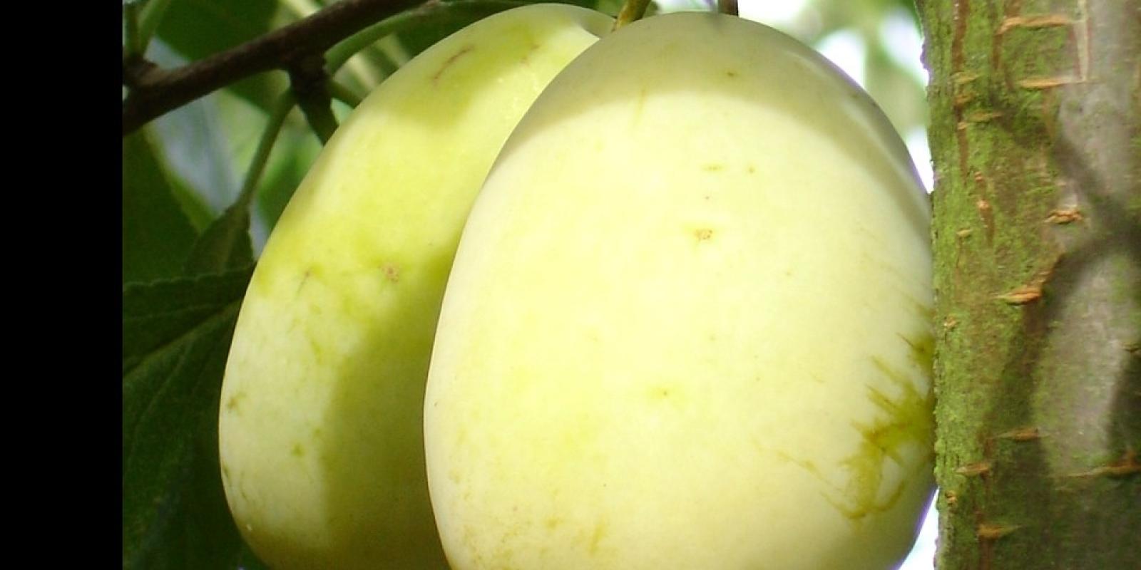 Plante : PRDOSTCA