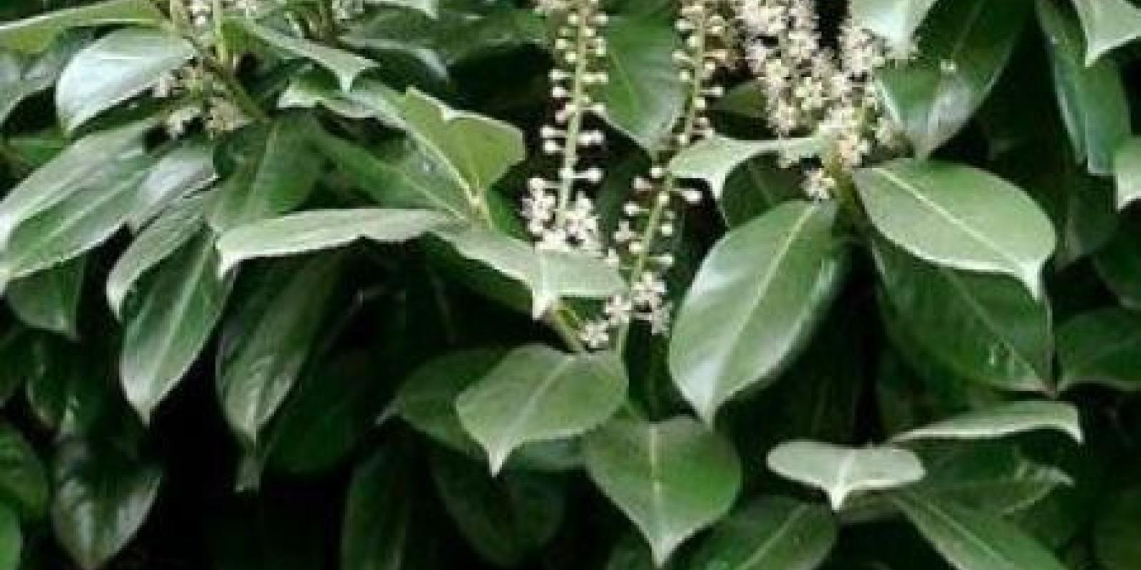 Plante : PRLACA