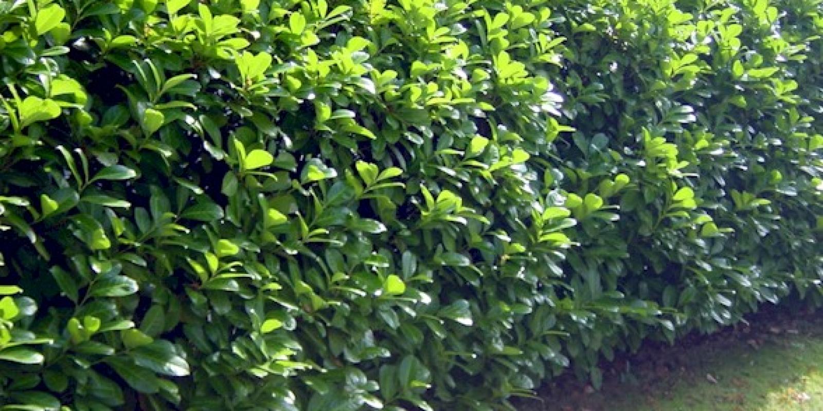 Plante : PRLARO