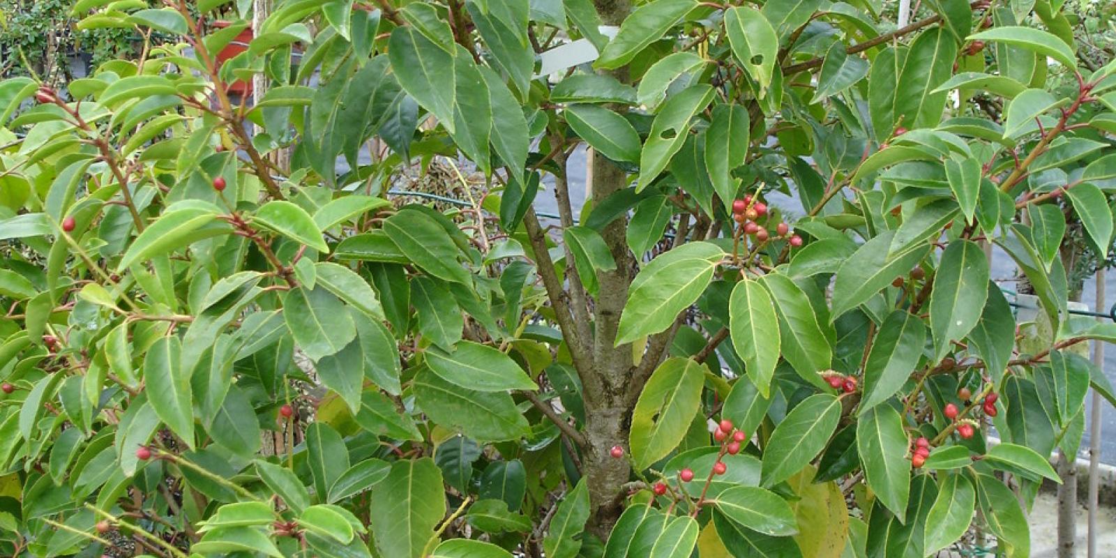 Plante : PRLU