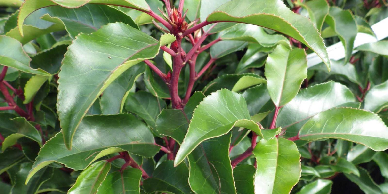 Plante : PRLUBR
