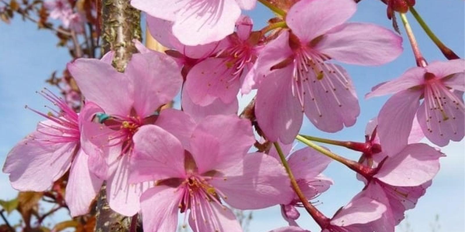 Plante : PRSA