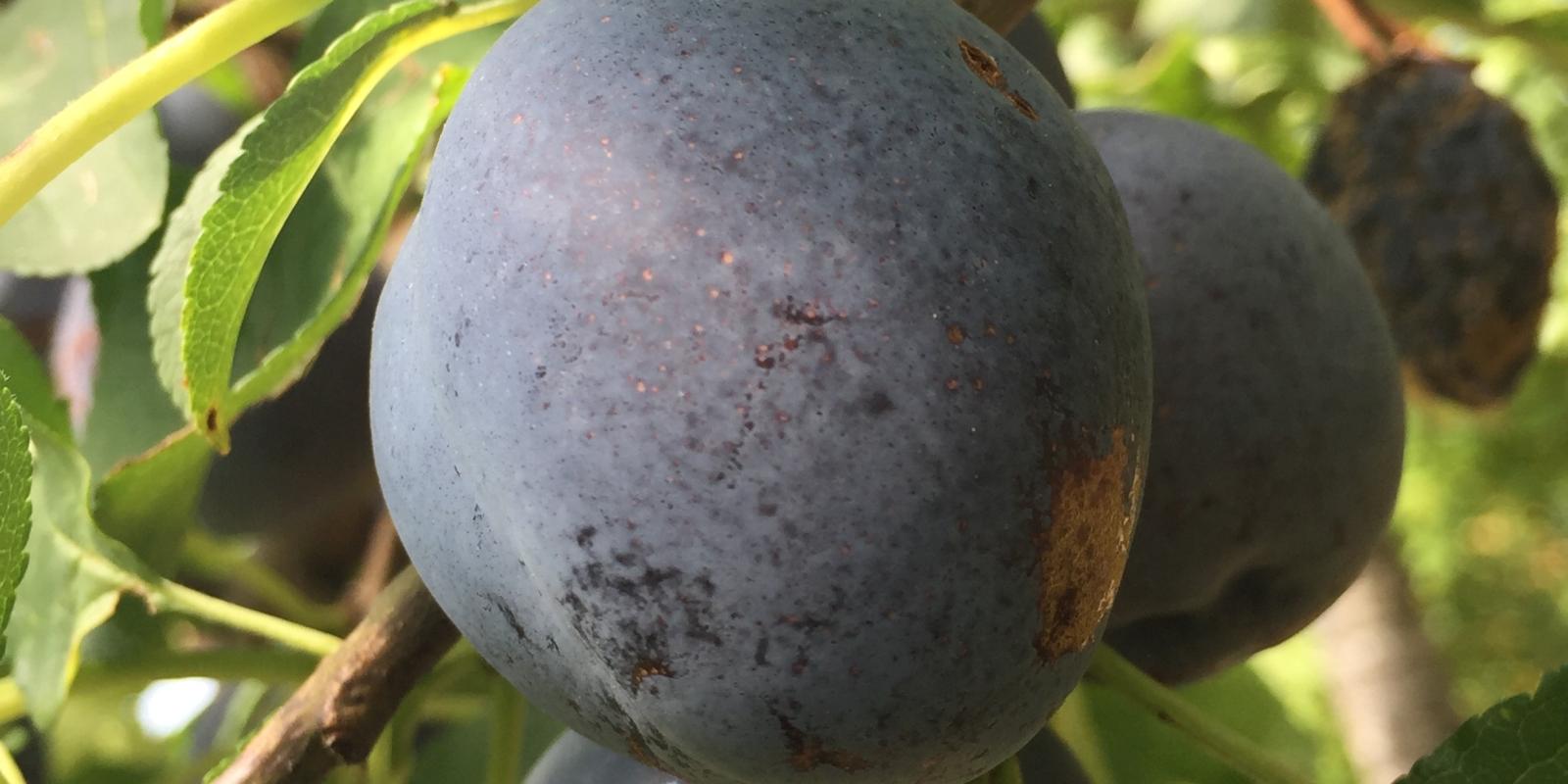 Plante : PRSAHU