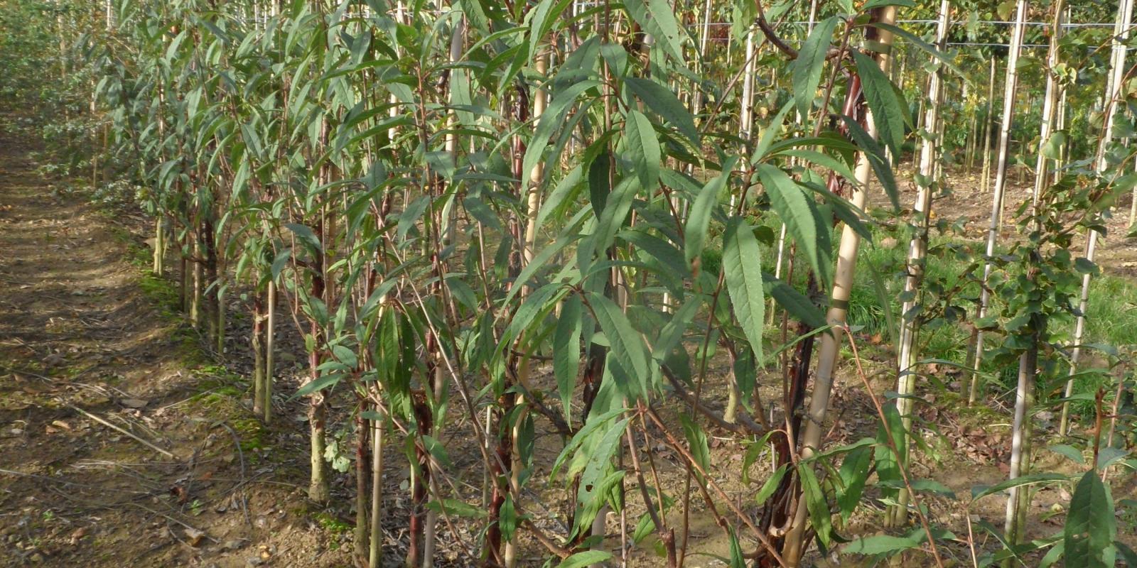 Plante : PRSE