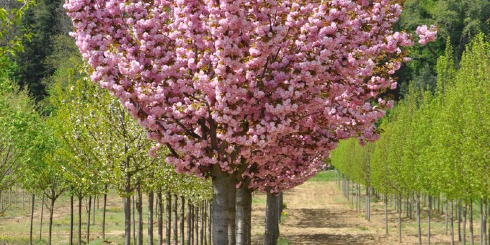 Plante : PRSEKA