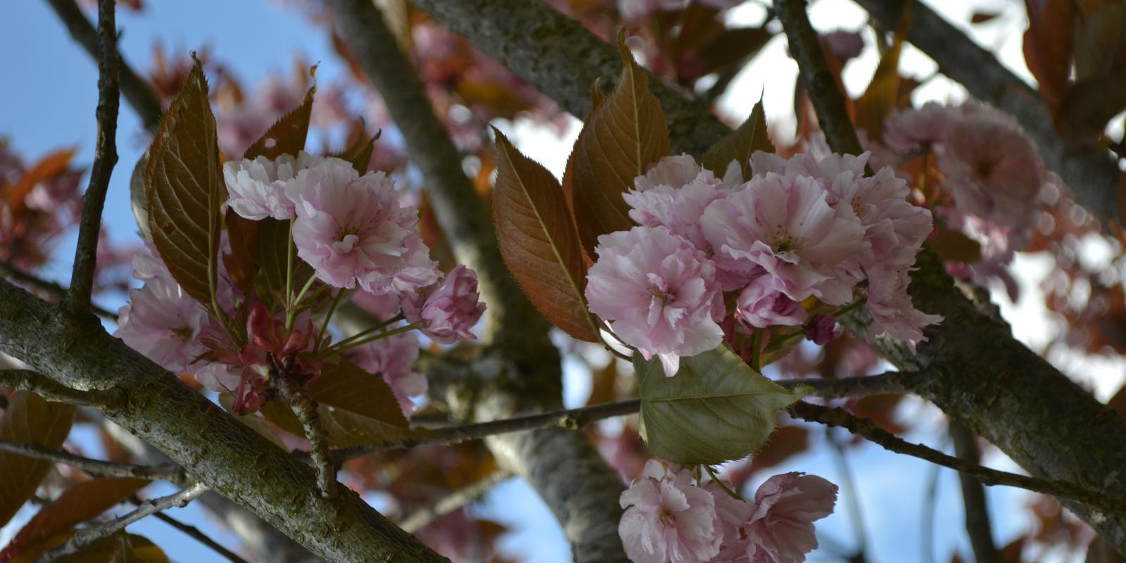 Plante : PRSEKA3035