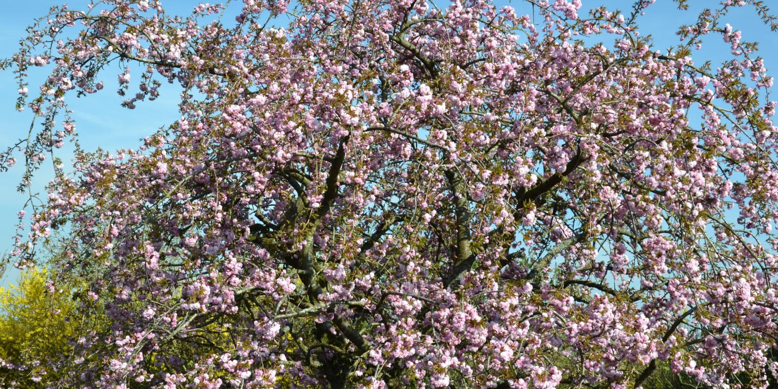 Plante : PRSEKISHZA