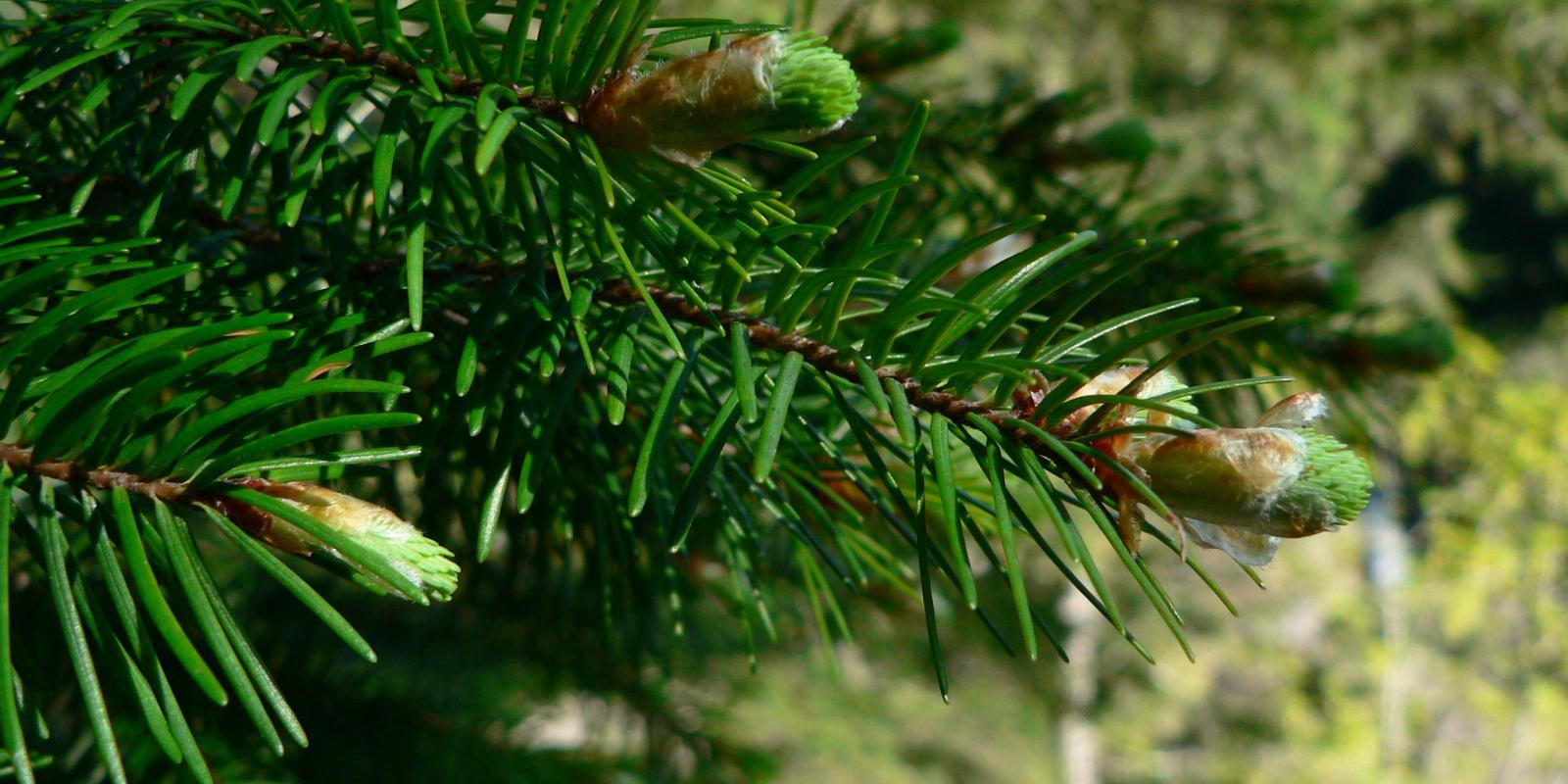 Plante : PSMEDOPF