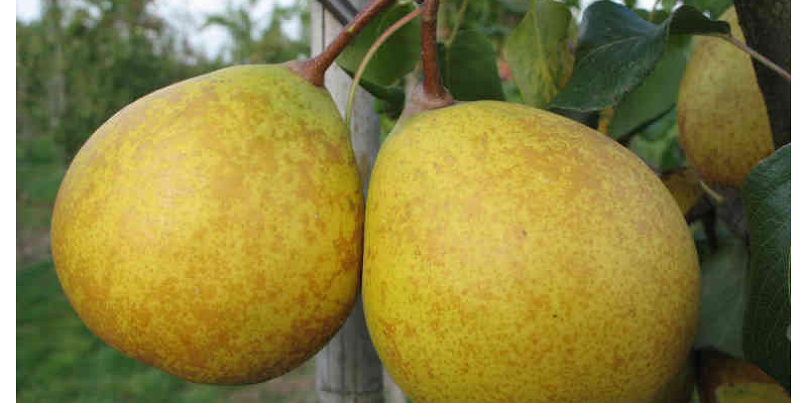 Plante : PYANCO