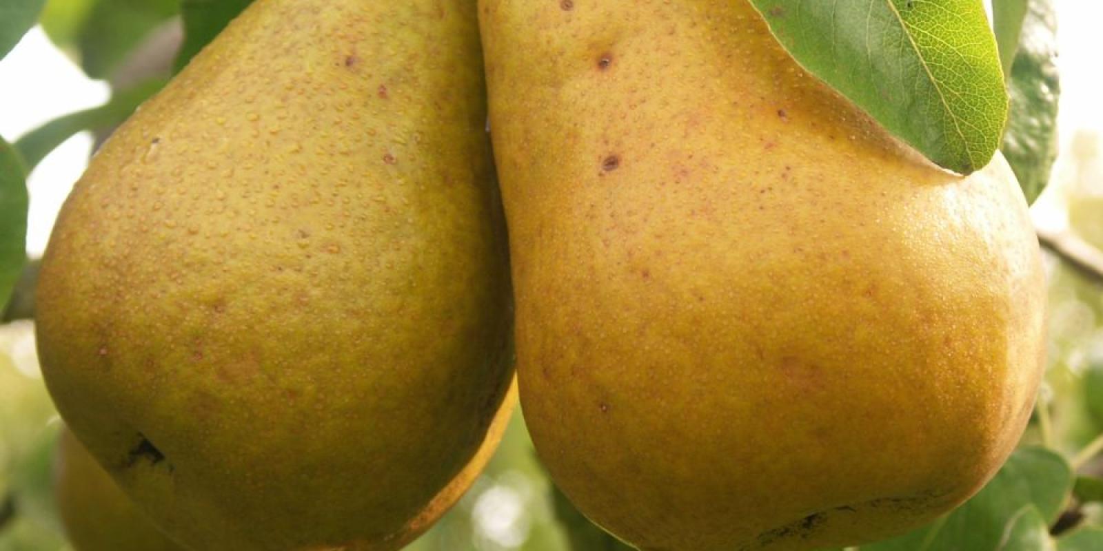 Plante : PYBEHA