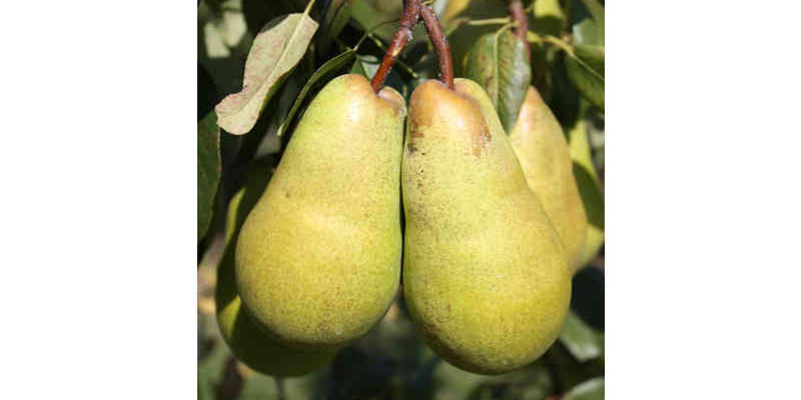 Plante : PYBELE