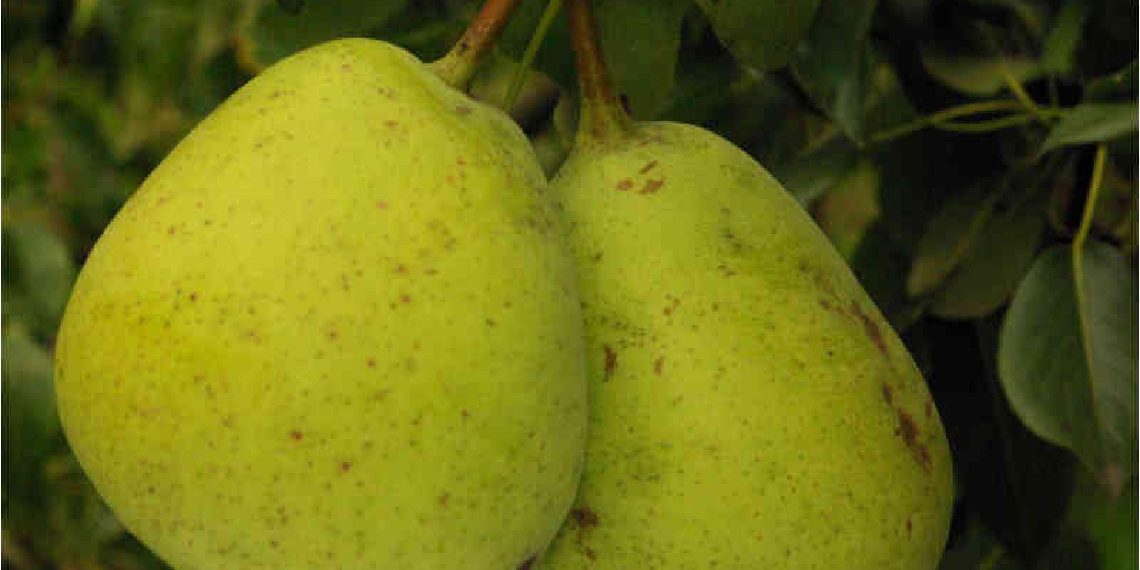 Plante : PYBENA