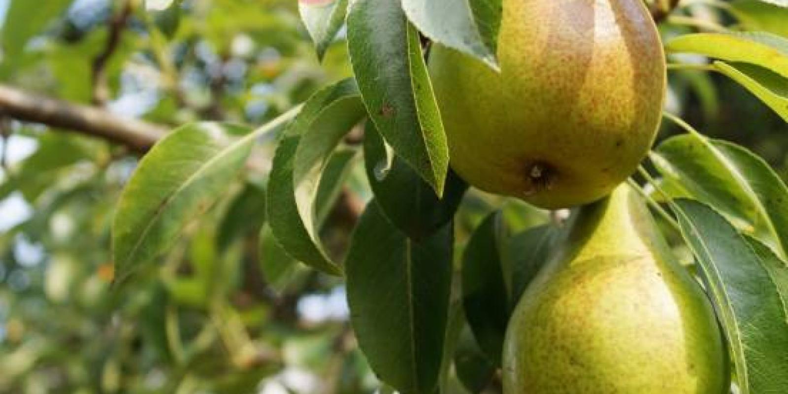 Plante : PYBESU