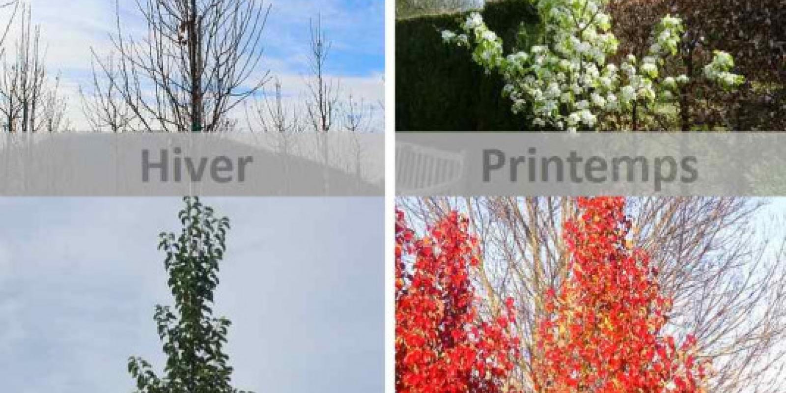 Plante : PYCACH