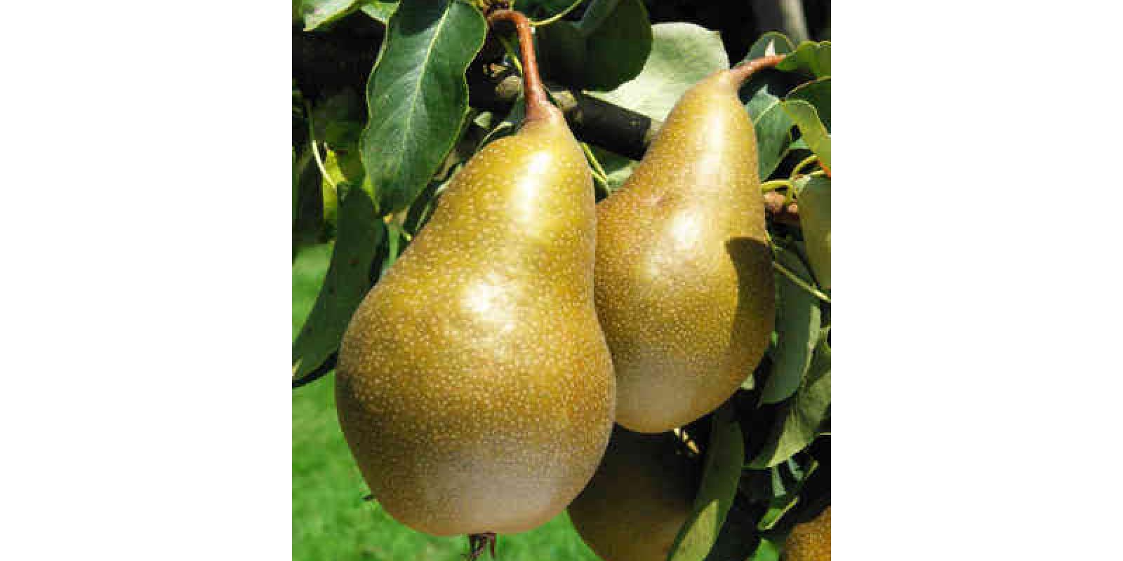Plante : PYCARE