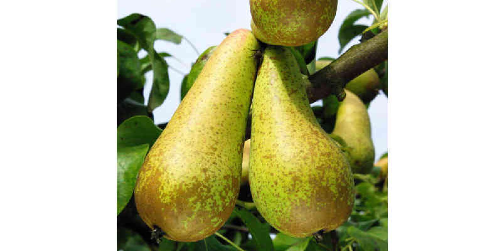 Plante : PYCO