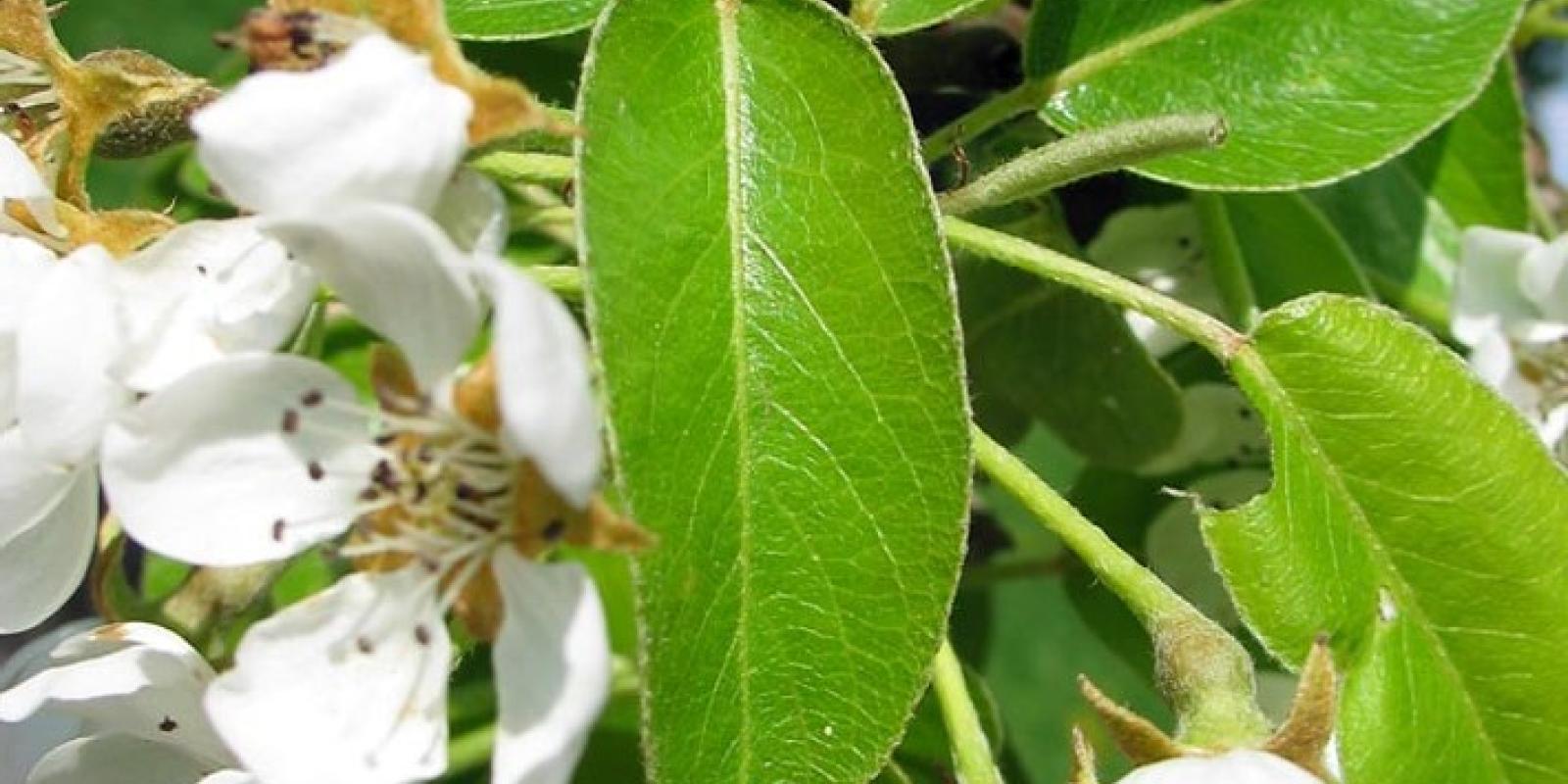 Plante : PYCOPF