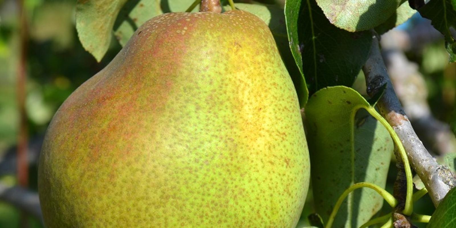 Plante : PYDOCO