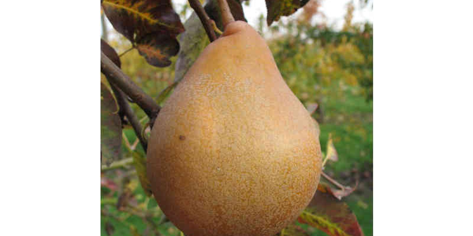 Plante : PYDU