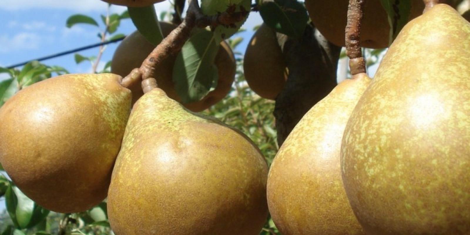 Plante : PYGELE