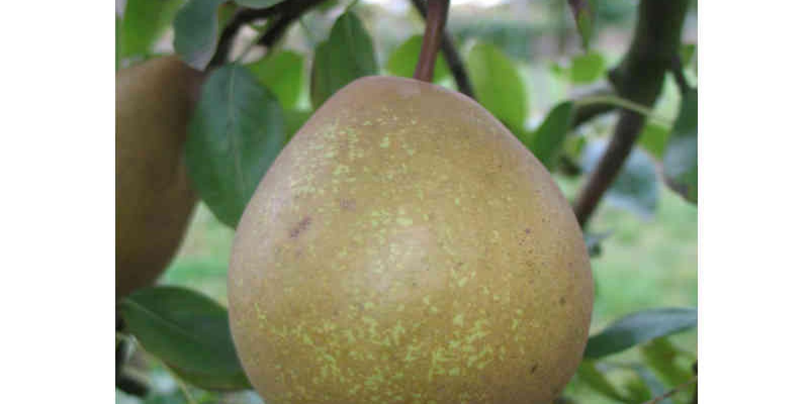 Plante : PYJOMA
