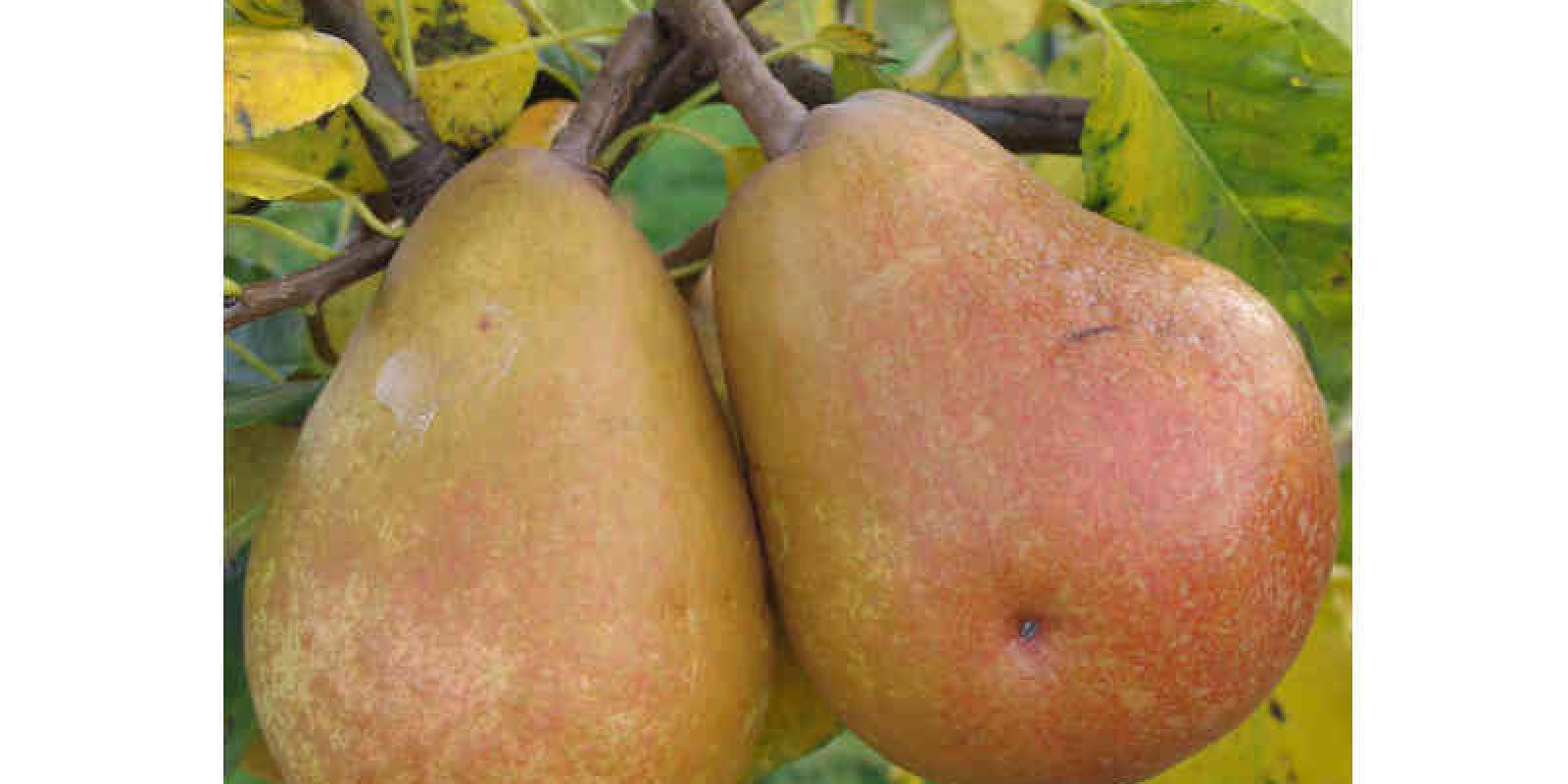Plante : PYJUA