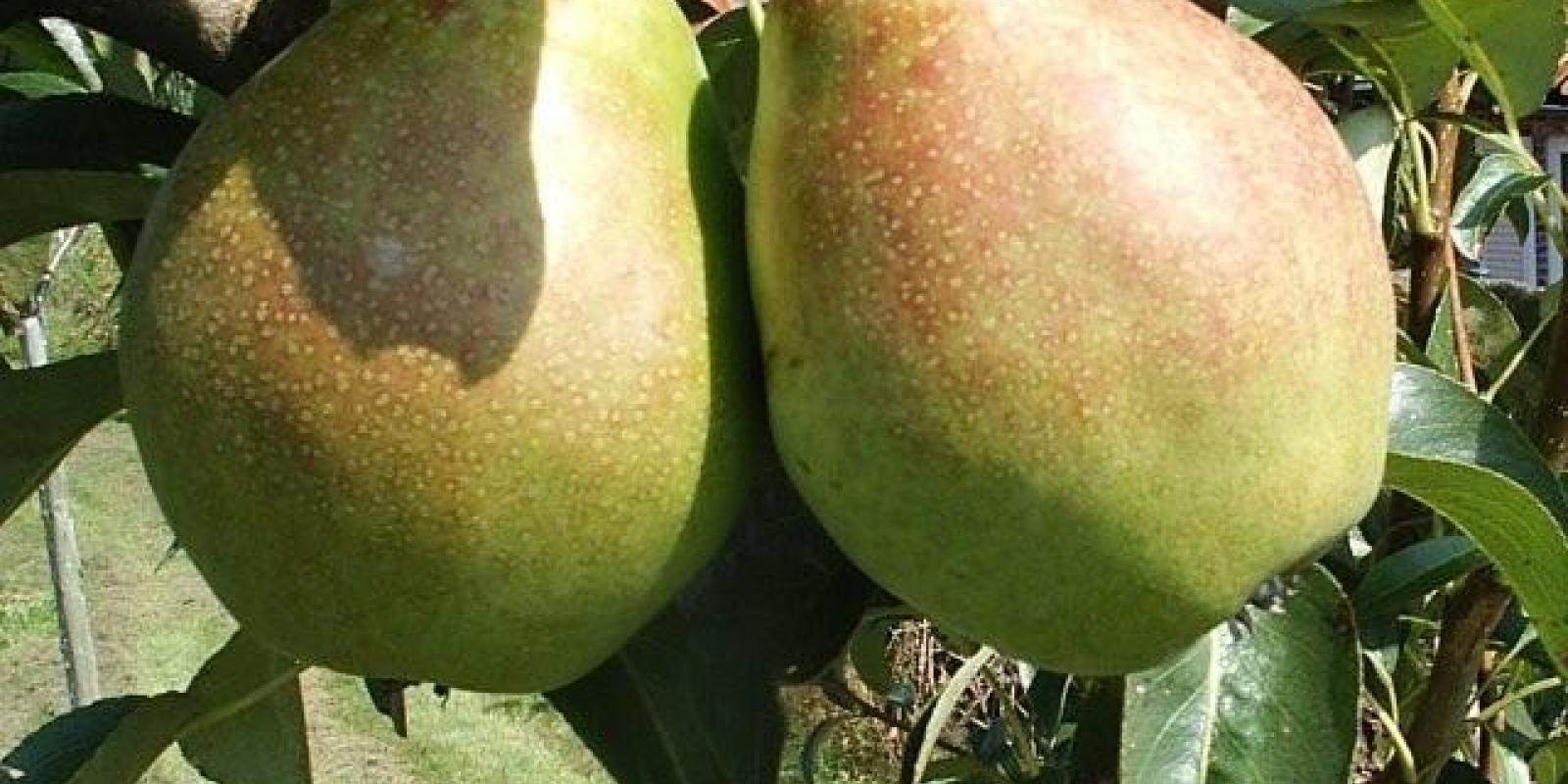 Plante : PYLE