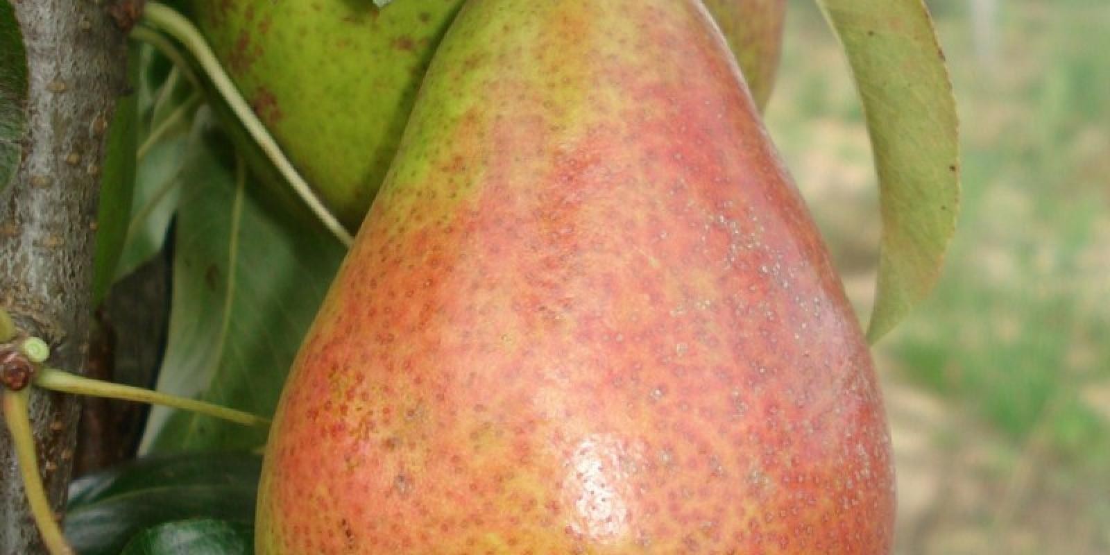 Plante : PYLOBO