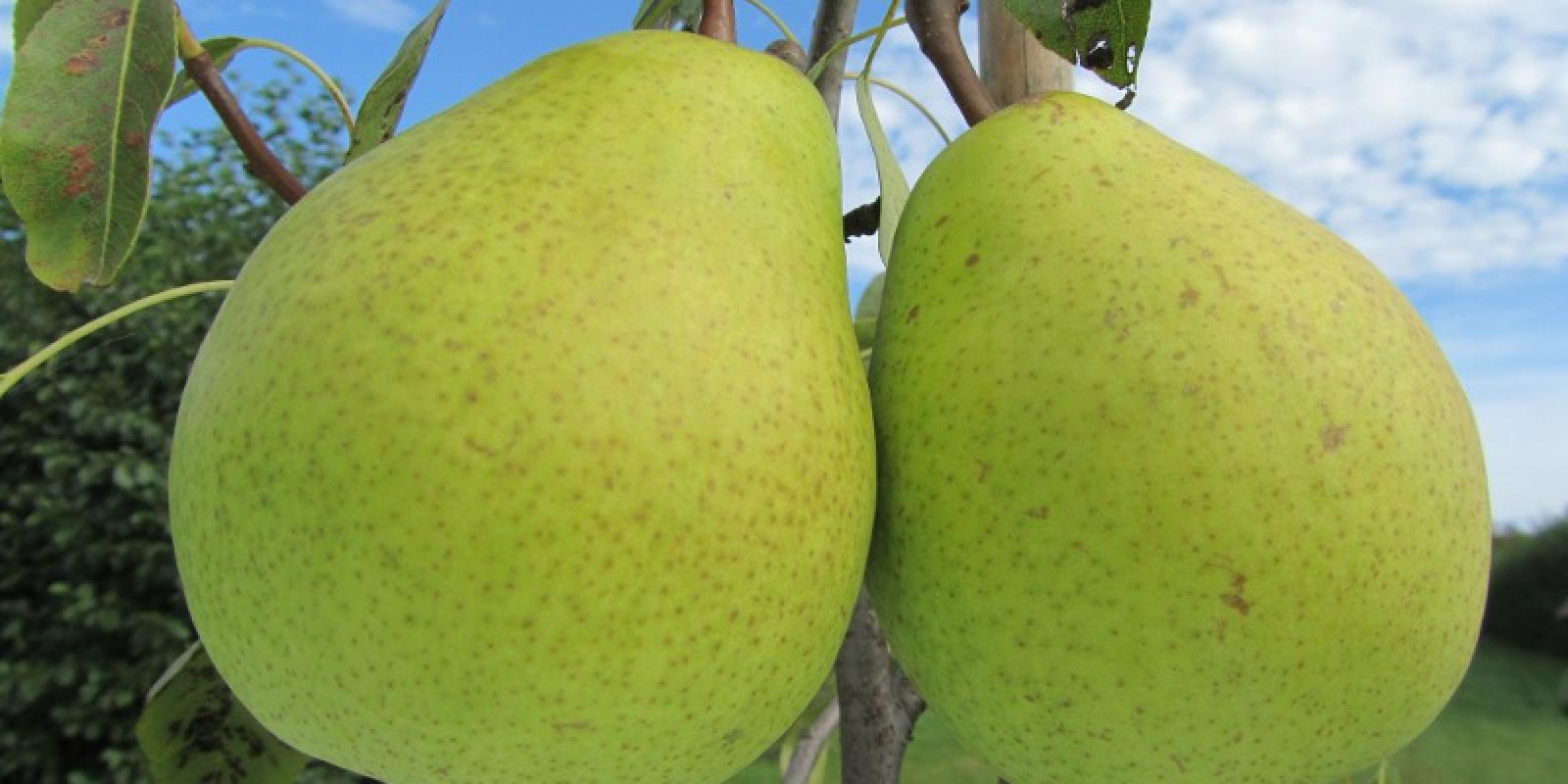 Plante : PYMAGR