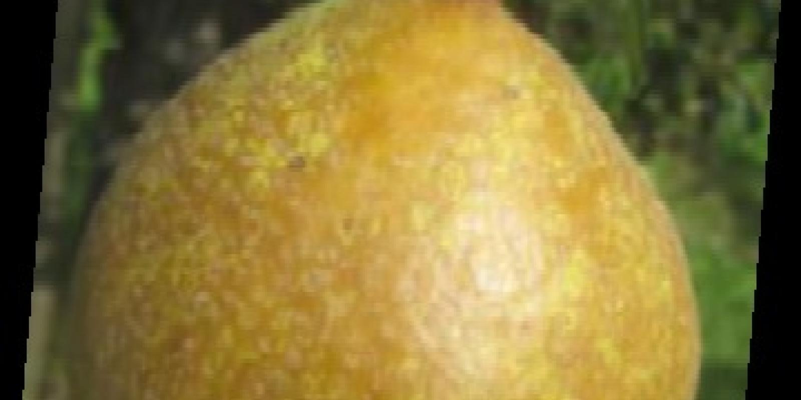 Plante : PYPOGR